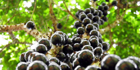 Prêmio Jabuticaba busca apoio de profissionais do mercado editorial | © Divulgação