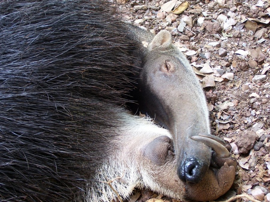 Tamanduá dormindo no zoológico de Cuiabá | © Mateus Hidalgo / WikiCommons