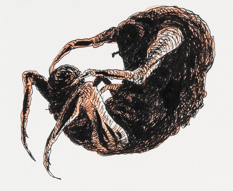 Ilustração de Lourenço Mutarelli para Metamorfose Ilustração de Lourenço Mutarelli para Metamorfose